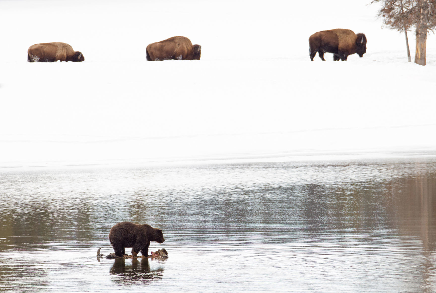 Grizzly on a bison carcass in the Yellowstone River